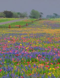 a field full of colorful flowers next to a country road in the middle of nowhere