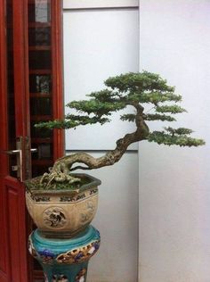 a bonsai tree sitting on top of a blue and white vase next to a red door