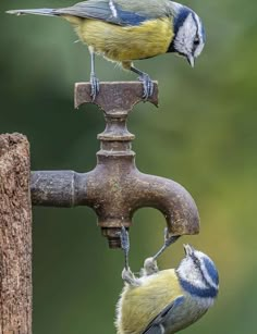 two blue and yellow birds drinking water from a faucet that is attached to a wooden post