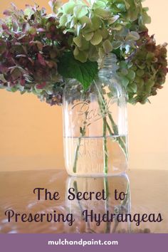 the secret to preserving hydrangeas in a mason jar with text overlay