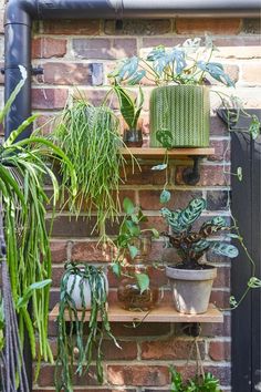 some plants are sitting on shelves in front of a brick wall