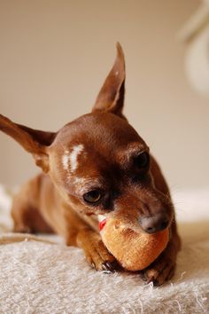 a small brown dog laying on top of a bed holding a stuffed animal in it's mouth