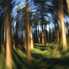 a blurry photo of trees in the woods