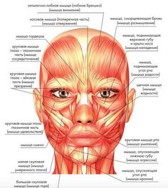 the muscles and their major structures