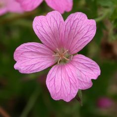 pink flowers with green leaves in the background