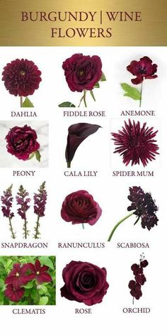 burgundy flowers with names and pictures on them