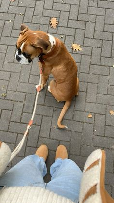 a brown and white dog sitting on top of a sidewalk