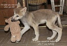 a puppy is playing with a teddy bear