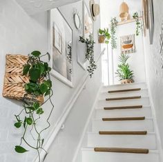 there is a white staircase with plants on the wall and pictures hanging up above it