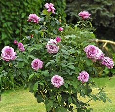 pink roses are blooming in a pot on the grass near some trees and bushes