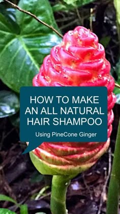 how to make an all natural hair shampoo using pinecone ginger and aloea