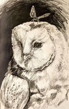 a drawing of an owl with a butterfly on it's head sitting in front of a black and white background