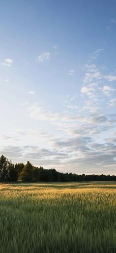 an empty field with trees in the distance