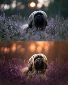 two different pictures of a dog in the middle of lavender fields at sunset or dawn