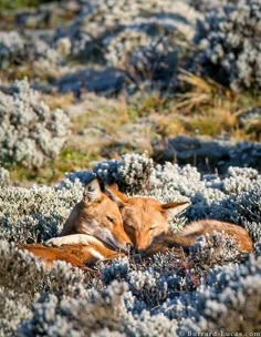 two deer laying down in the grass together