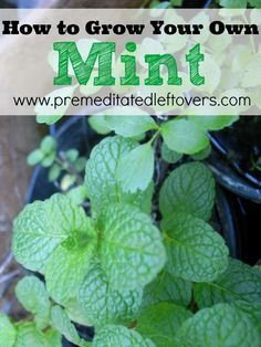 mint plants with text overlay how to grow your own mint