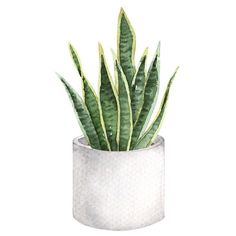 a potted plant with green leaves in it