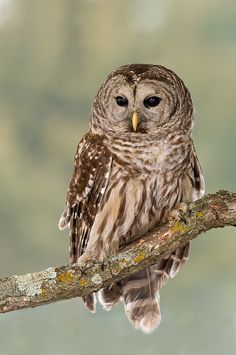 an owl sitting on top of a tree branch