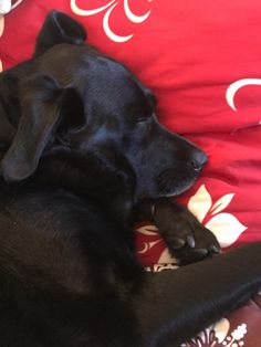 a black dog laying on top of a red pillow