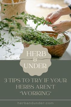 a basket full of herbs with the words herb and under 3 tips to try if your heres aren't working