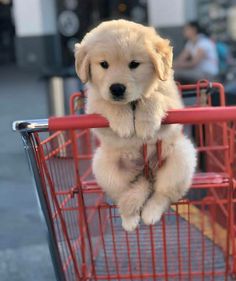 a puppy sitting on top of a red shopping cart