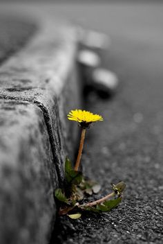 a yellow flower sitting on the ground next to a brick wall with an inspirational quote about never never give up