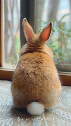 a brown rabbit sitting on top of a bed next to a glass window sill