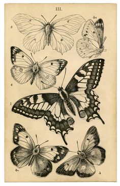 four different butterflies are shown in this antique illustration, one is black and the other is white