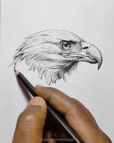 someone is drawing an eagle with a pencil