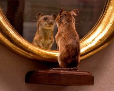 a rat looking at itself in a mirror with the caption crap i gota zit