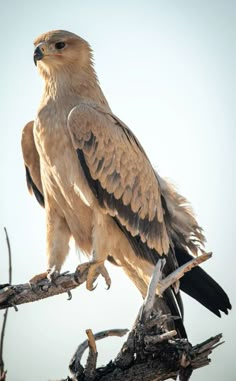 a large bird perched on top of a tree branch