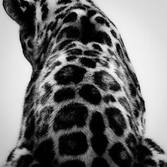 black and white photograph of a giraffe's head looking up at the sky