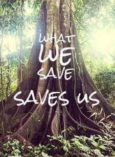 a tree with the words what we save saves us written on it