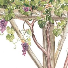 a painting of grapes growing on a vine covered tree