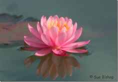 a pink flower floating on top of a body of water