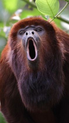 an animal with its mouth open and it's mouth wide open in the tree