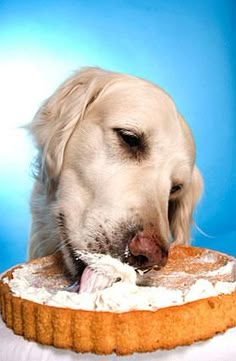 a golden retriever dog biting into a piece of cake with icing on it