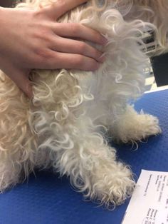 a white dog sitting on top of a blue table next to a person's hand