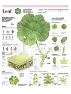 the leaf structure and its functions in plant life, including flowers, leaves, and other things