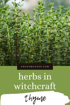 herbs in witchcraft thyme with the words herbs in witchcraft thyme