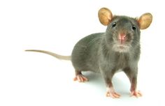 my mice Mouse Deterrent, Get Rid Of Spiders, Rid Of Bed Bugs, Natural Pest Control, Mouse Rat