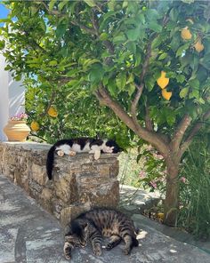 two cats sleeping on top of a stone wall next to a tree and lemons