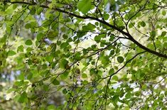 green leaves are hanging from the branches of trees