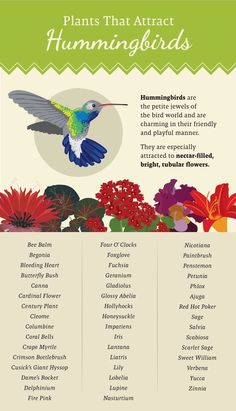 a poster with different types of plants and flowers on it, including hummingbirds