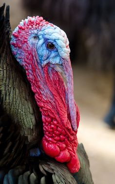 a close up of a turkey with red, white and blue feathers