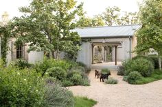 two dogs standing in front of a house surrounded by trees and bushes with a gravel driveway