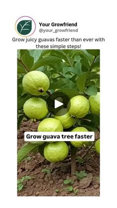 a tree with green fruit growing on it and the caption reads grow guava tree faster