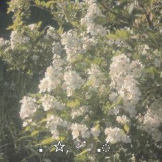 some white flowers and green leaves in the daytime sun with an iphone screen showing it's image