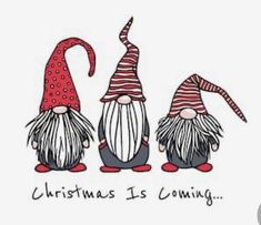 three gnomes with hats and the words christmas is coming