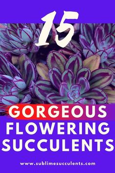 purple flowers with the text 15 gorgeous flowering succulents